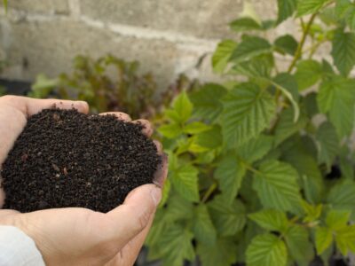 Compost fertile pour jardinage en biodynamie