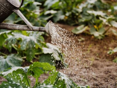 Restrictions d eau 2026 verifier avant d arroser son jardin