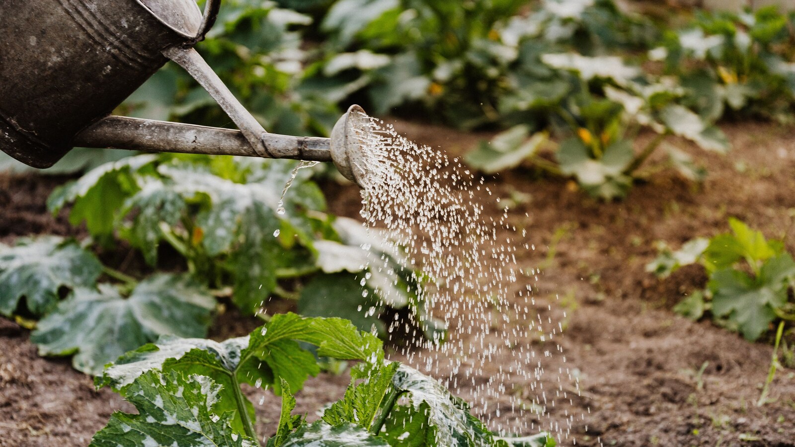 Un arrosoir verse de l’eau au pied de plants de courgettes dans un potager