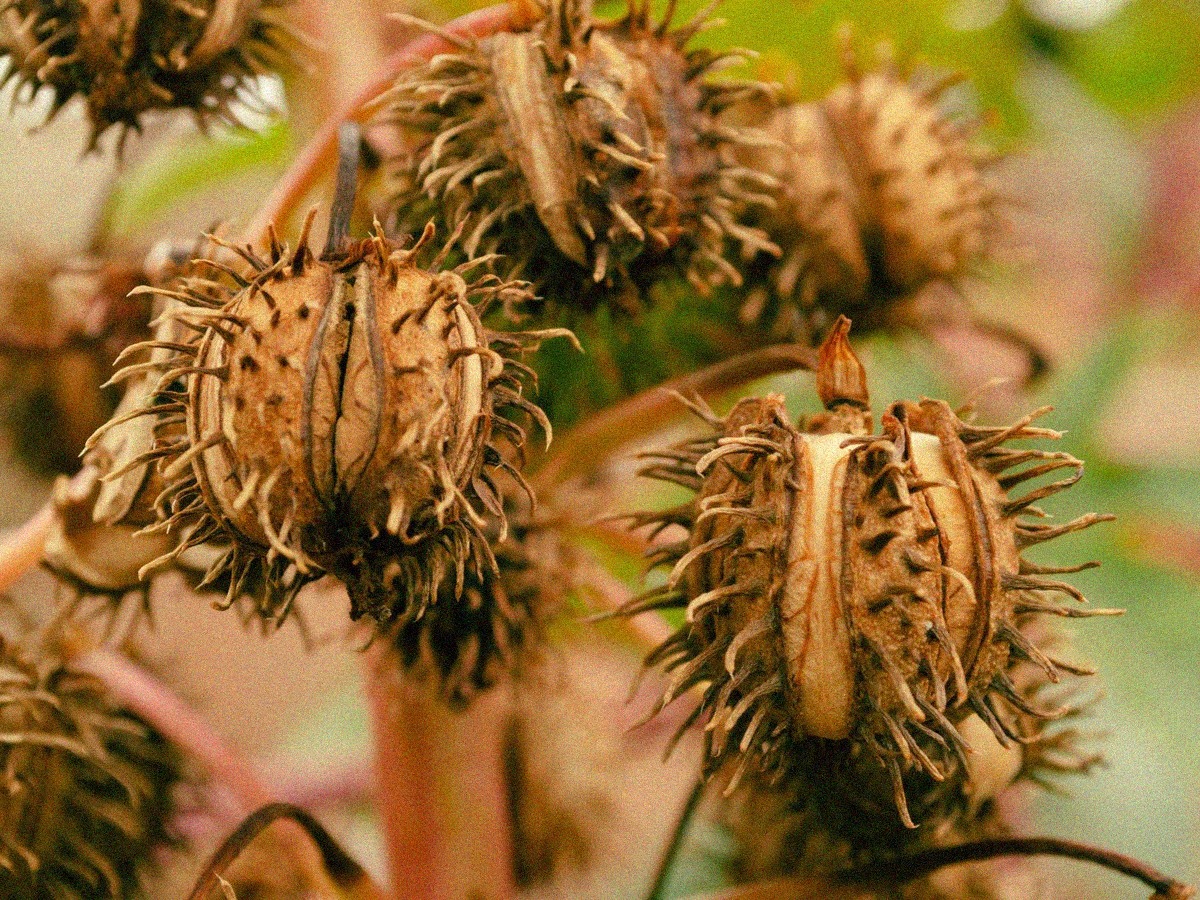 Capsules épineuses de ricin au jardin, à manipuler avec prudence