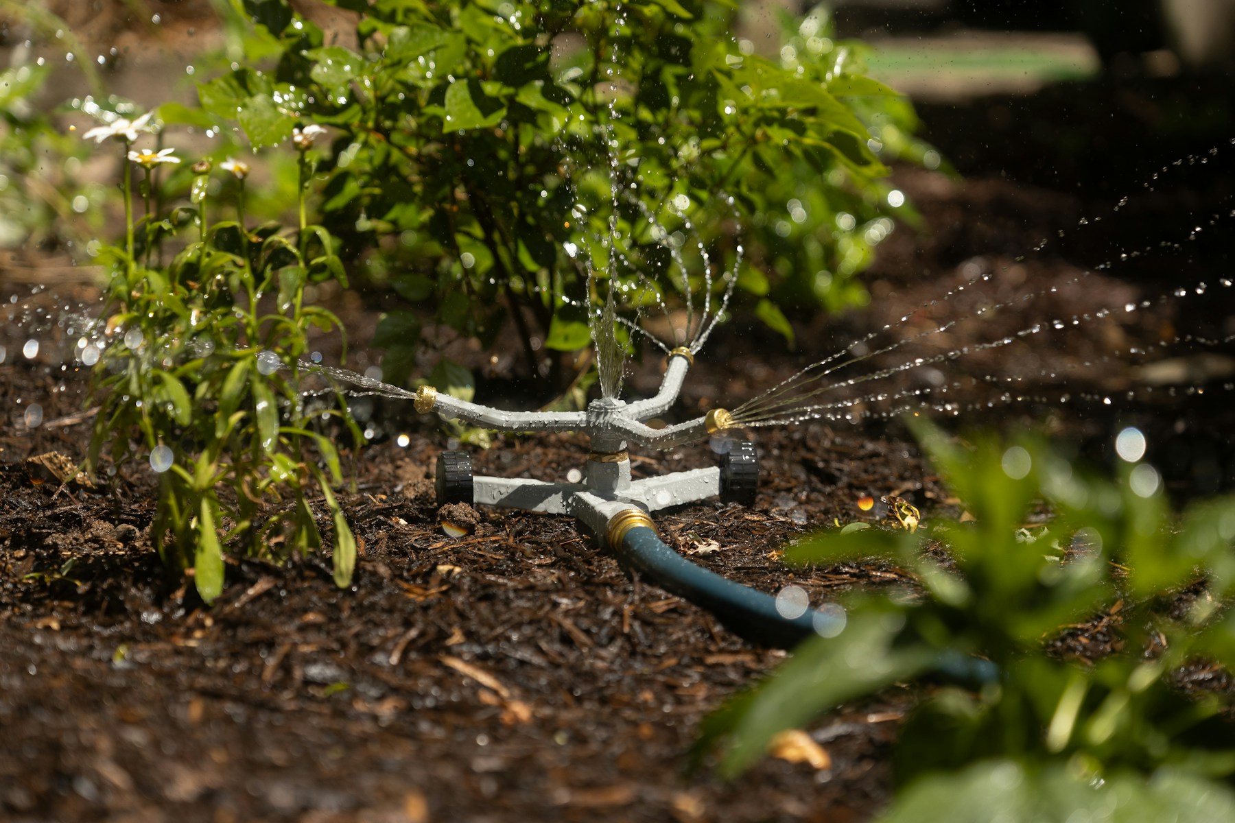 Arroseur couvrant une zone paillée du jardin
