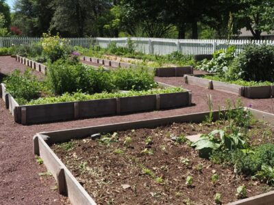 Potager en bacs avec légumes et allées ensoleillées