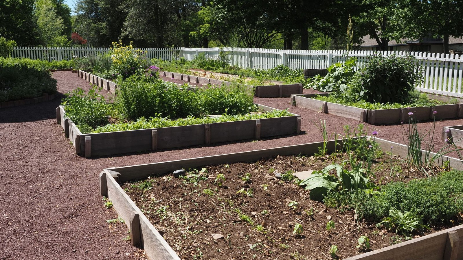 Potager en bacs avec légumes et allées ensoleillées