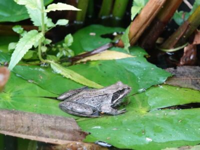 Mare de jardin bordée de plantes avec une grenouille sur une feuille