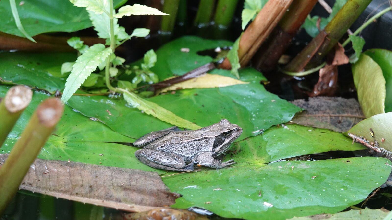 Mare de jardin bordée de plantes avec une grenouille sur une feuille