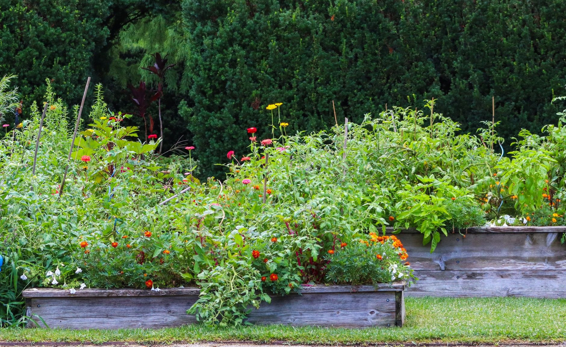 Plates-bandes de potager avec légumes et fleurs