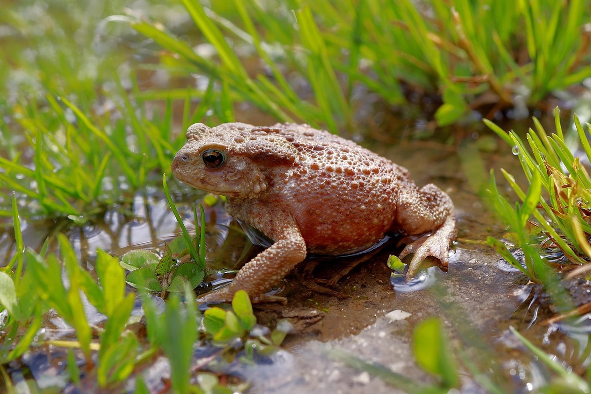 Grenouille dans une mare de jardin entourée de végétation