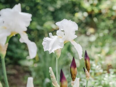 Iris blancs en fleurs dans un massif de jardin