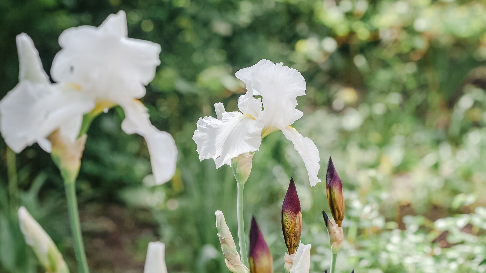 Iris blancs en fleurs dans un massif de jardin
