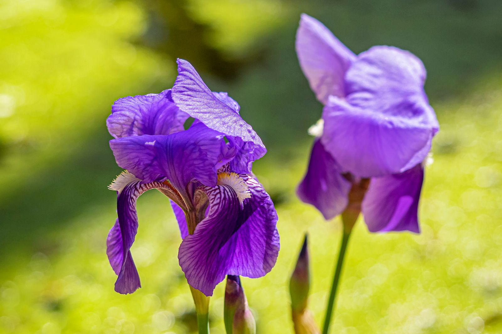 Iris barbus violets éclairés par le soleil dans un jardin