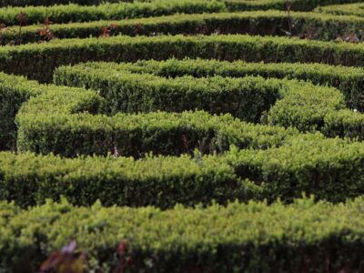 Haie verte taillée dans un jardin