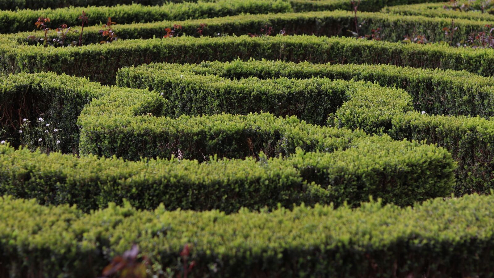 Haie verte taillée dans un jardin