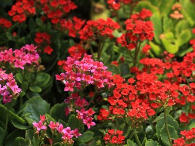 Massif de fleurs colorées dans un jardin lumineux