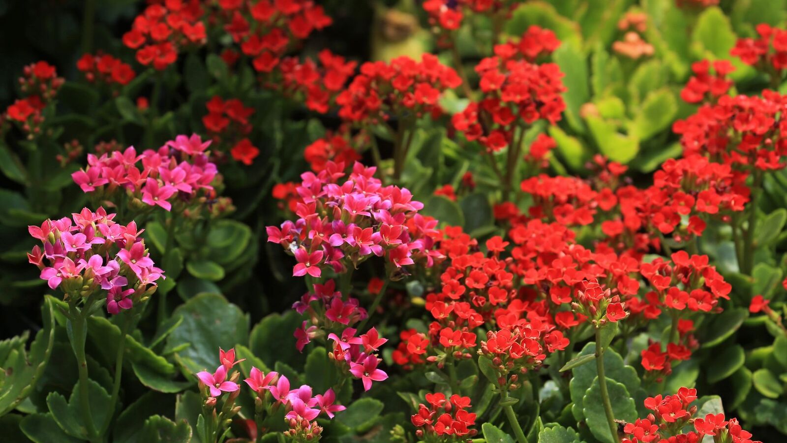 Massif de fleurs colorées dans un jardin lumineux