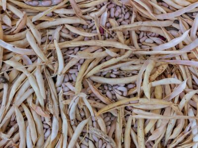 Gousses de haricots sèches ouvertes avec leurs grains