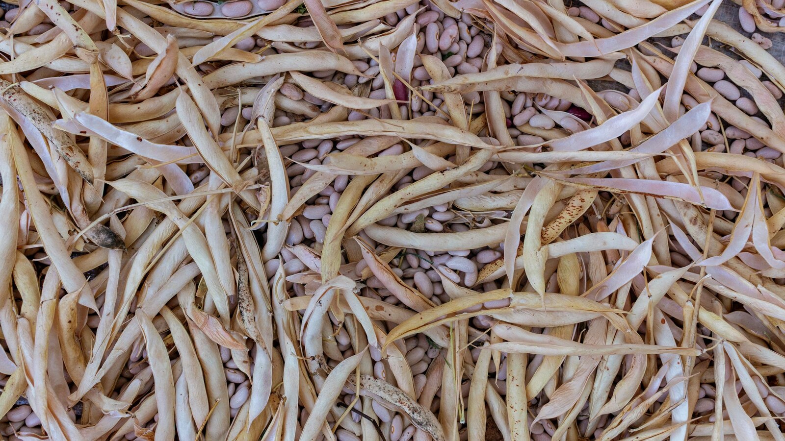 Gousses de haricots sèches ouvertes avec leurs grains