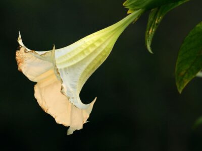 Fleur blanche de datura sur un feuillage vert