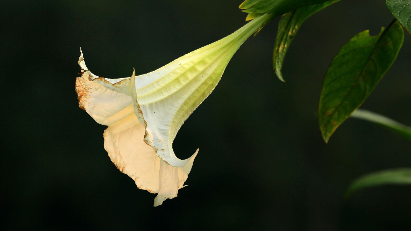 Fleur blanche en forme de trompette sur un feuillage vert