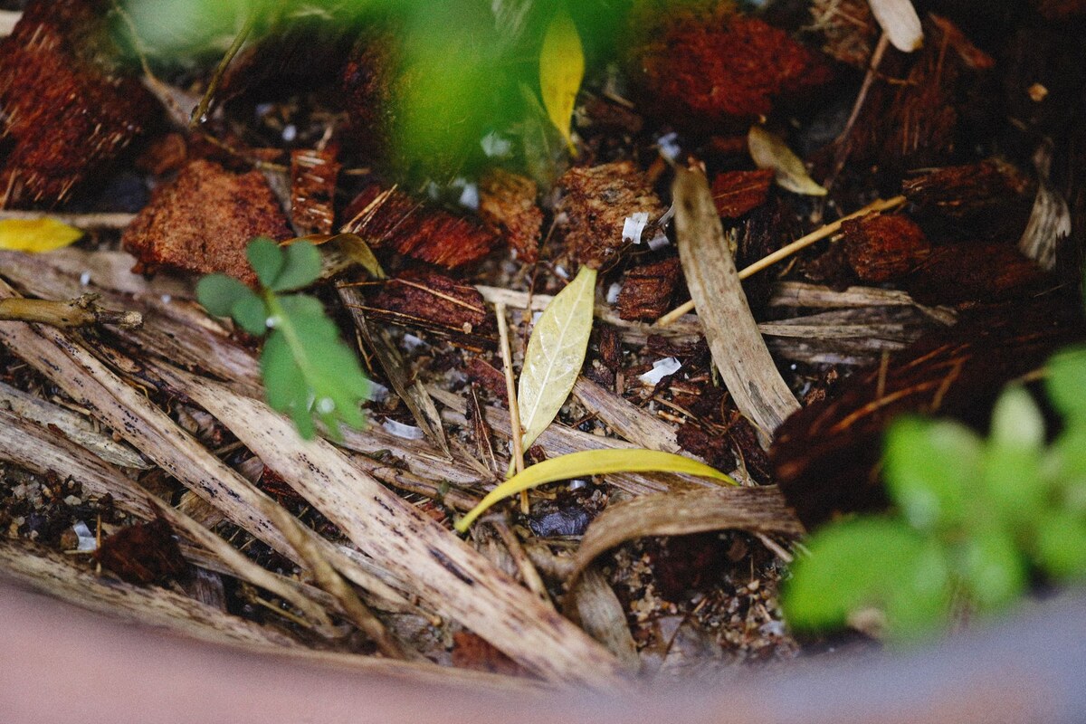Matière organique et feuilles en décomposition dans un compost