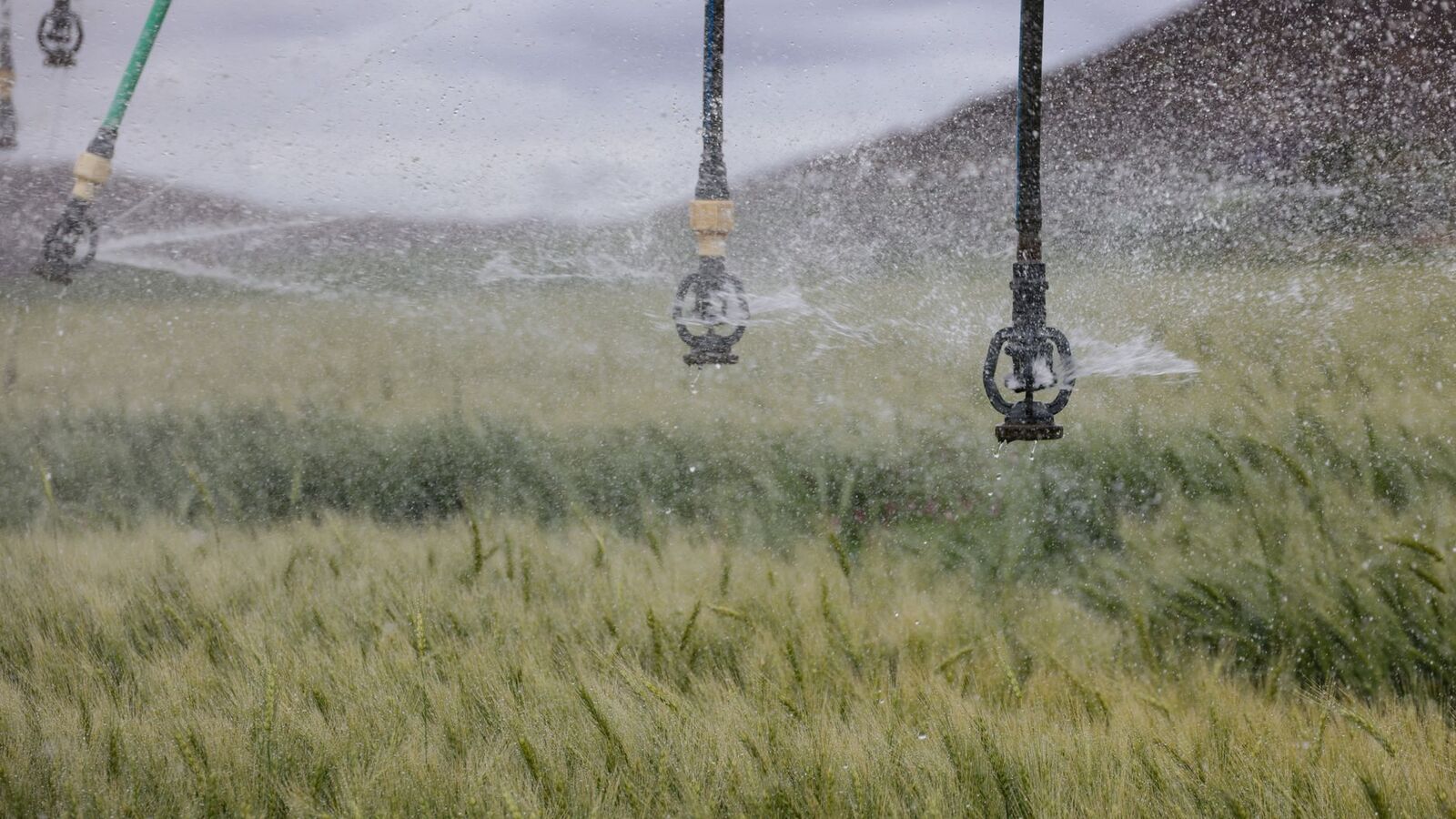 Arroseur diffusant de l’eau sur une parcelle cultivée