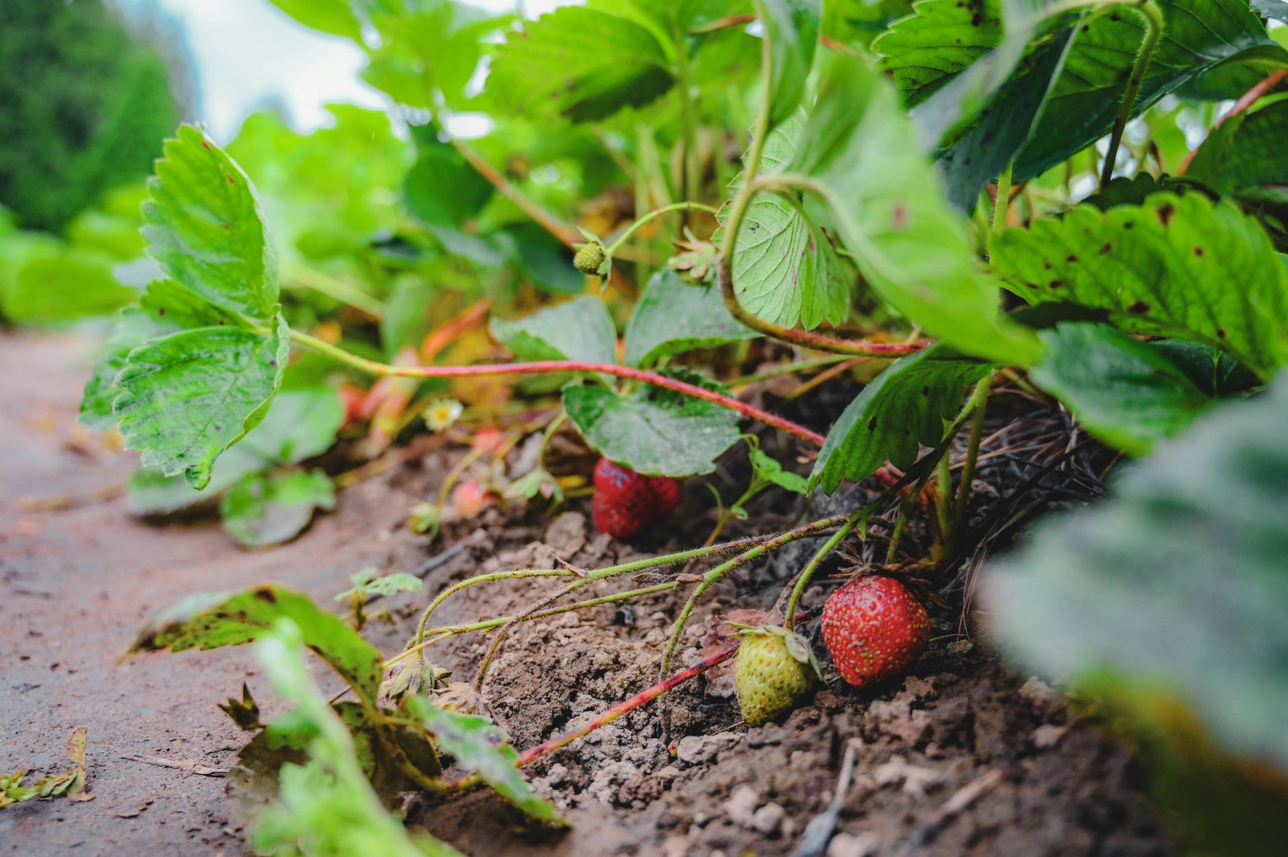 Des fraisiers portant des fruits mûrs dans un massif de jardin.