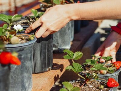 Planter des fraisiers a la fin de l ete les gestes qui