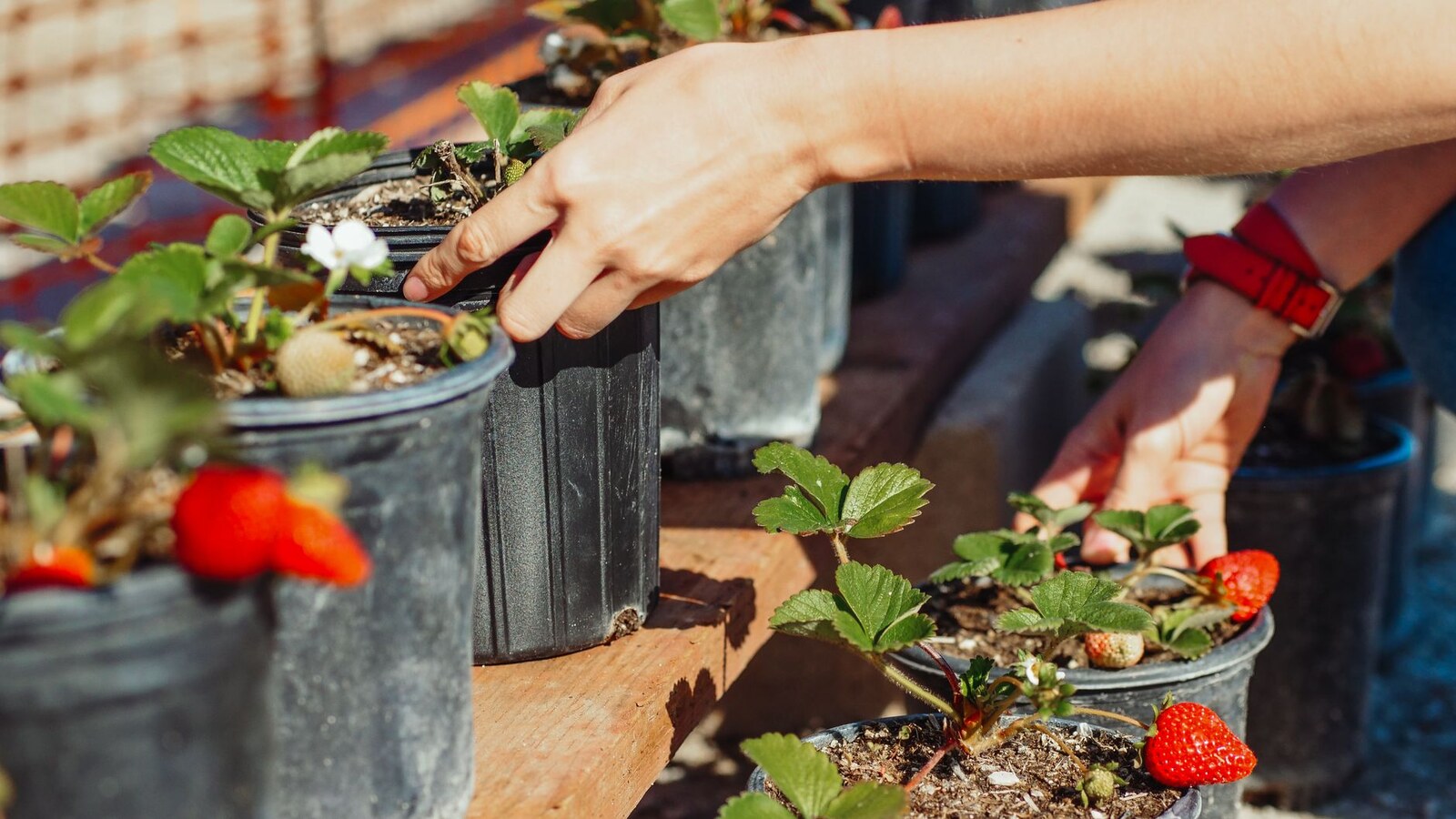 Une personne installe des fraisiers en pot dans un jardin lumineux.