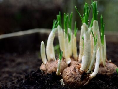Bulbes de printemps a planter en automne les regles de