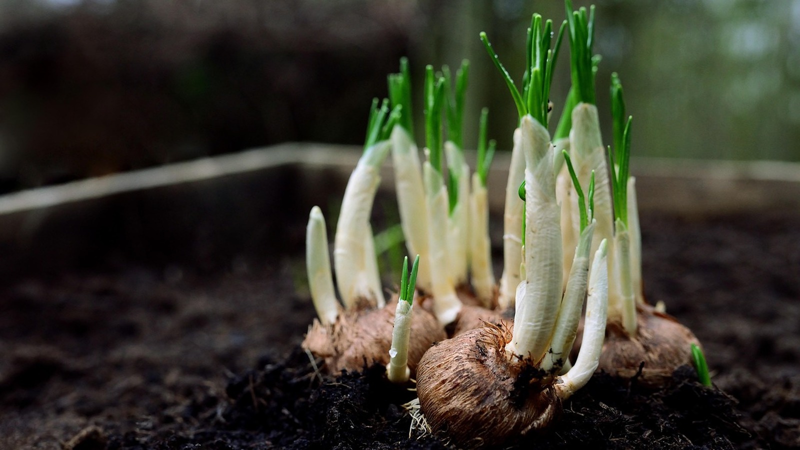 Bulbes de printemps a planter en automne les regles de