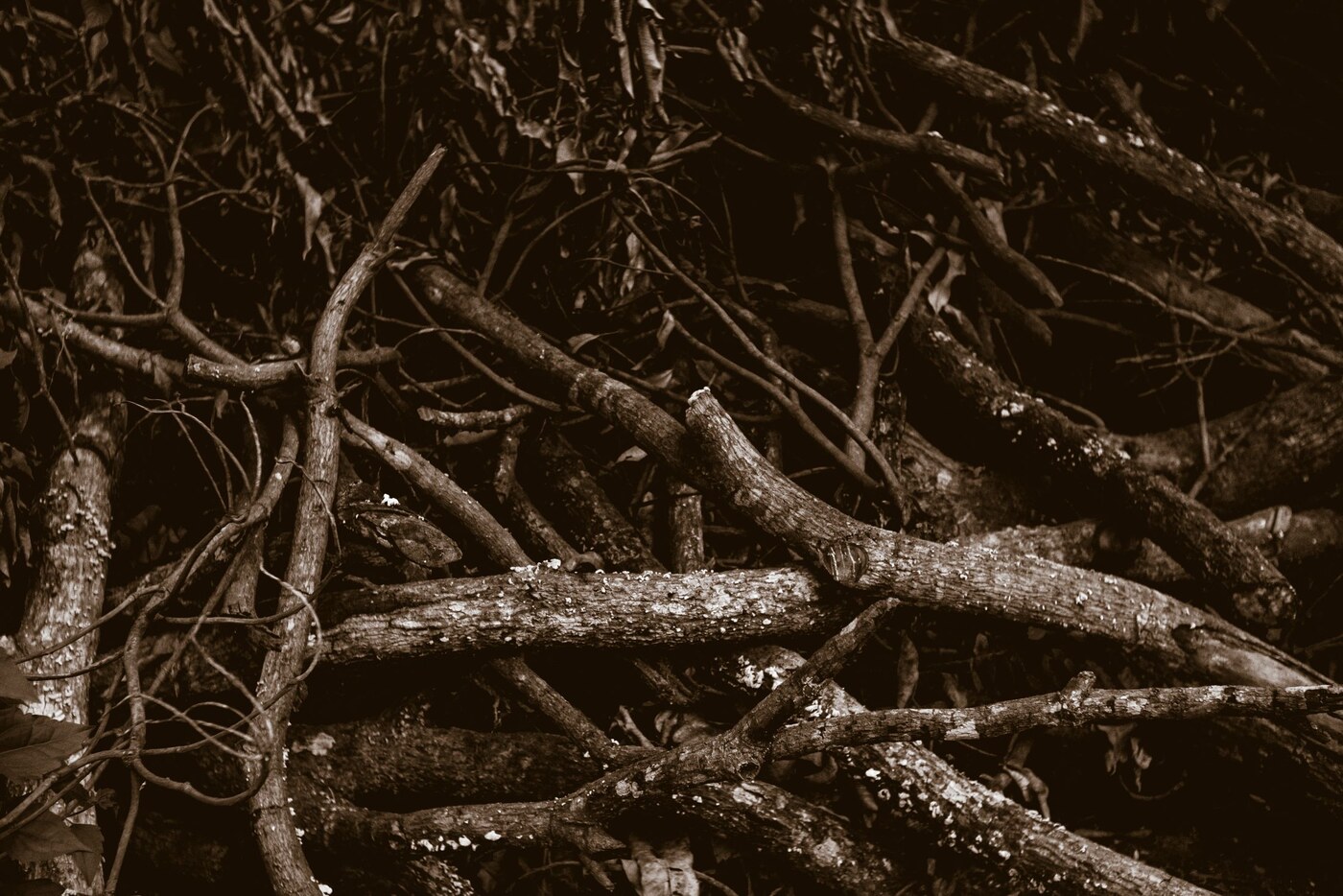 Tas de branches sèches posé au sol dans un espace naturel