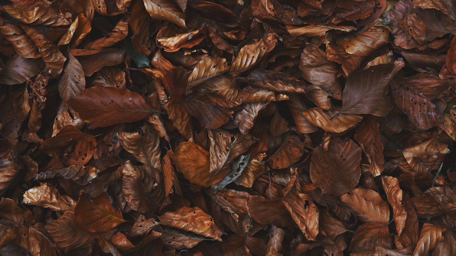 Feuilles brunes rassemblées au sol dans un jardin