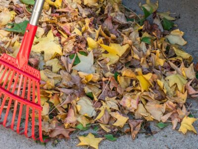 Râteau de jardin posé sur un tas de feuilles mortes d'automne
