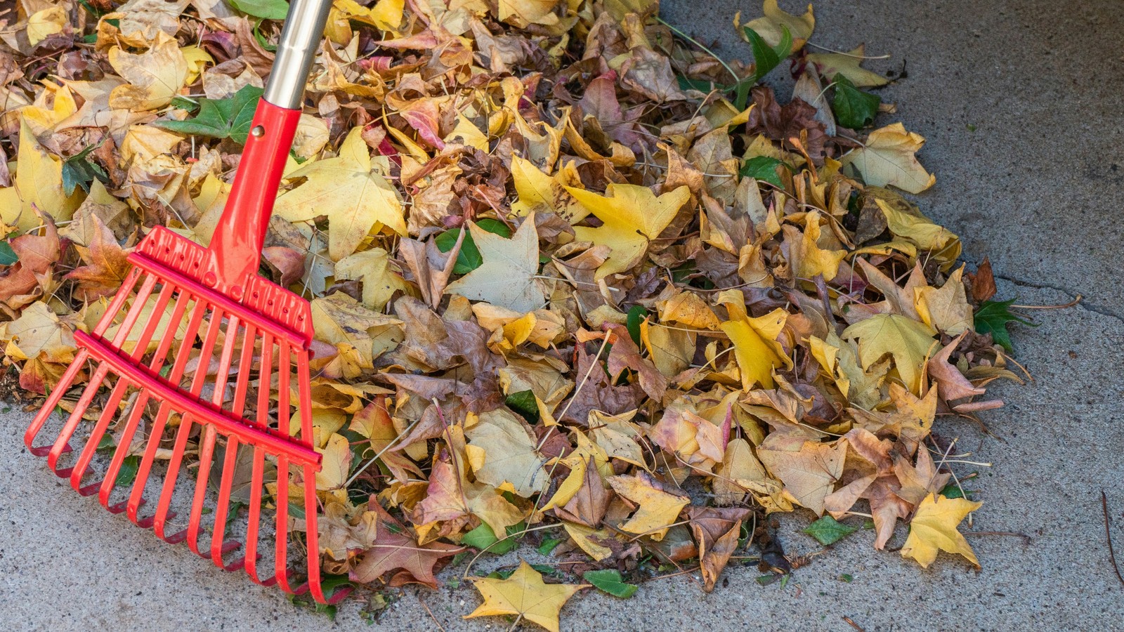 Râteau de jardin posé sur un tas de feuilles mortes d'automne