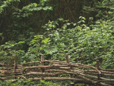 Clôture plessée traditionnelle en branches tressées au jardin