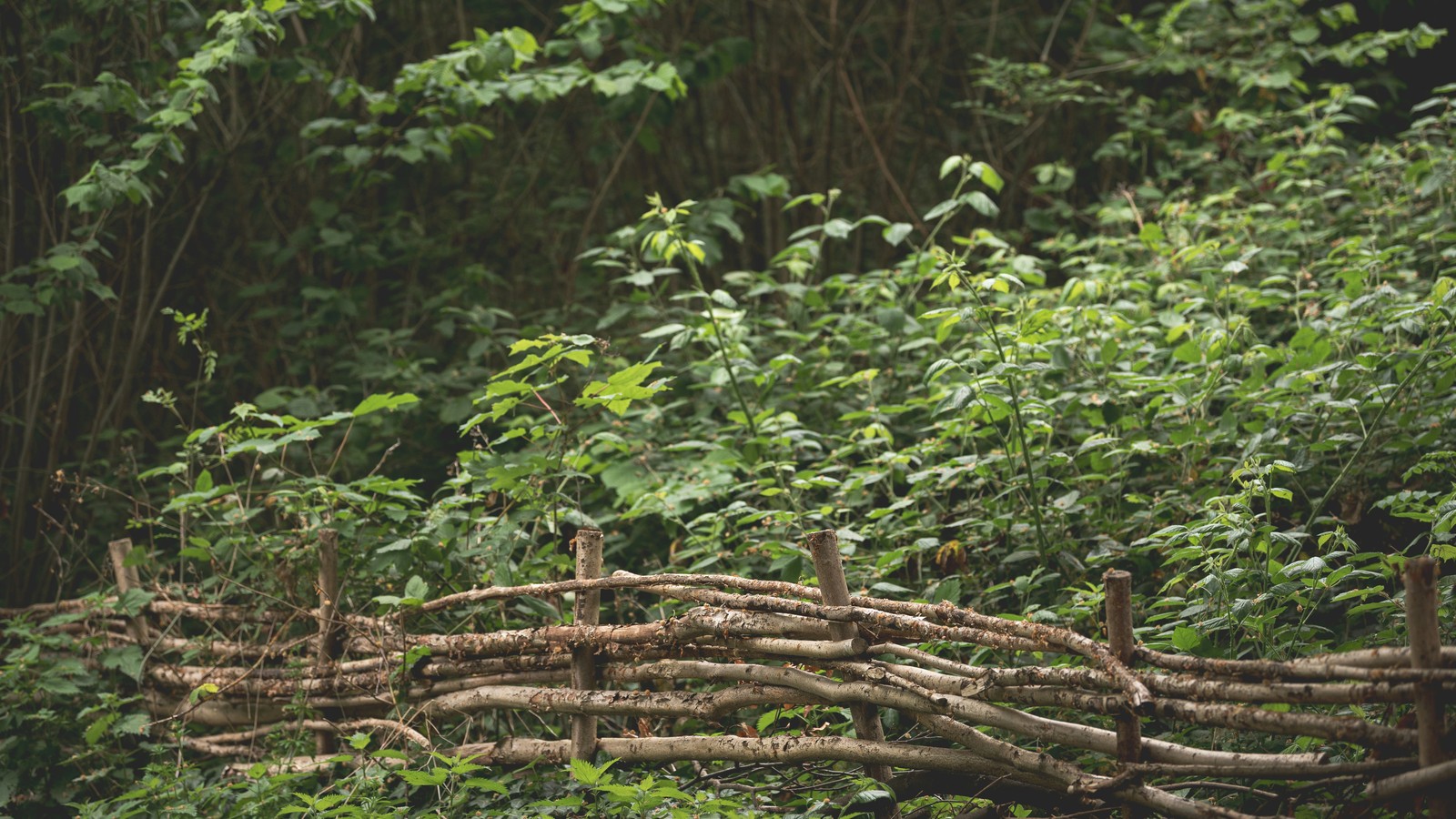 Clôture plessée traditionnelle en bois tressé au jardin