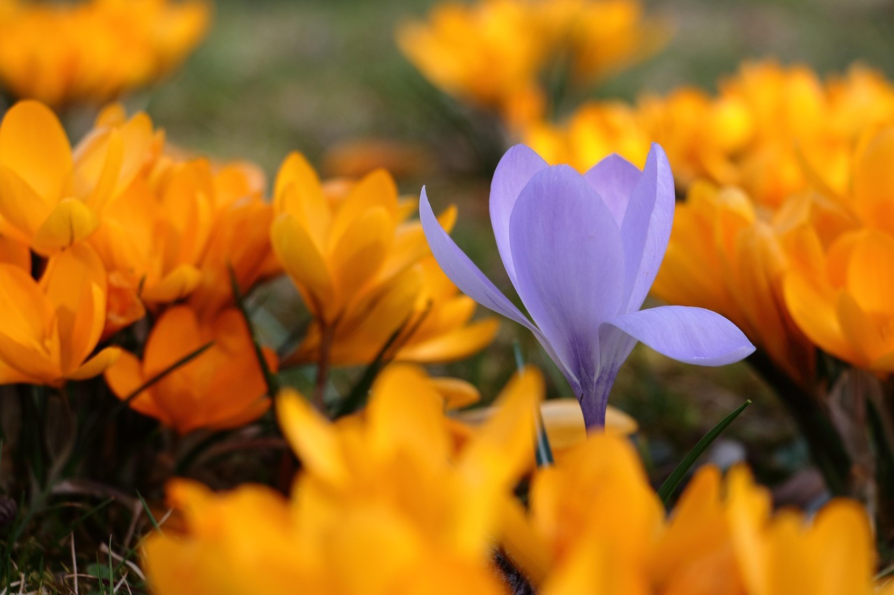 Floraison printanière de crocus violets au jardin
