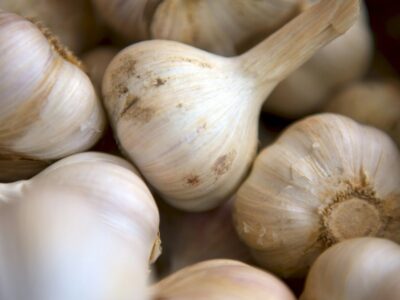 Bulbes et caïeux d'ail prêts pour la plantation d'automne