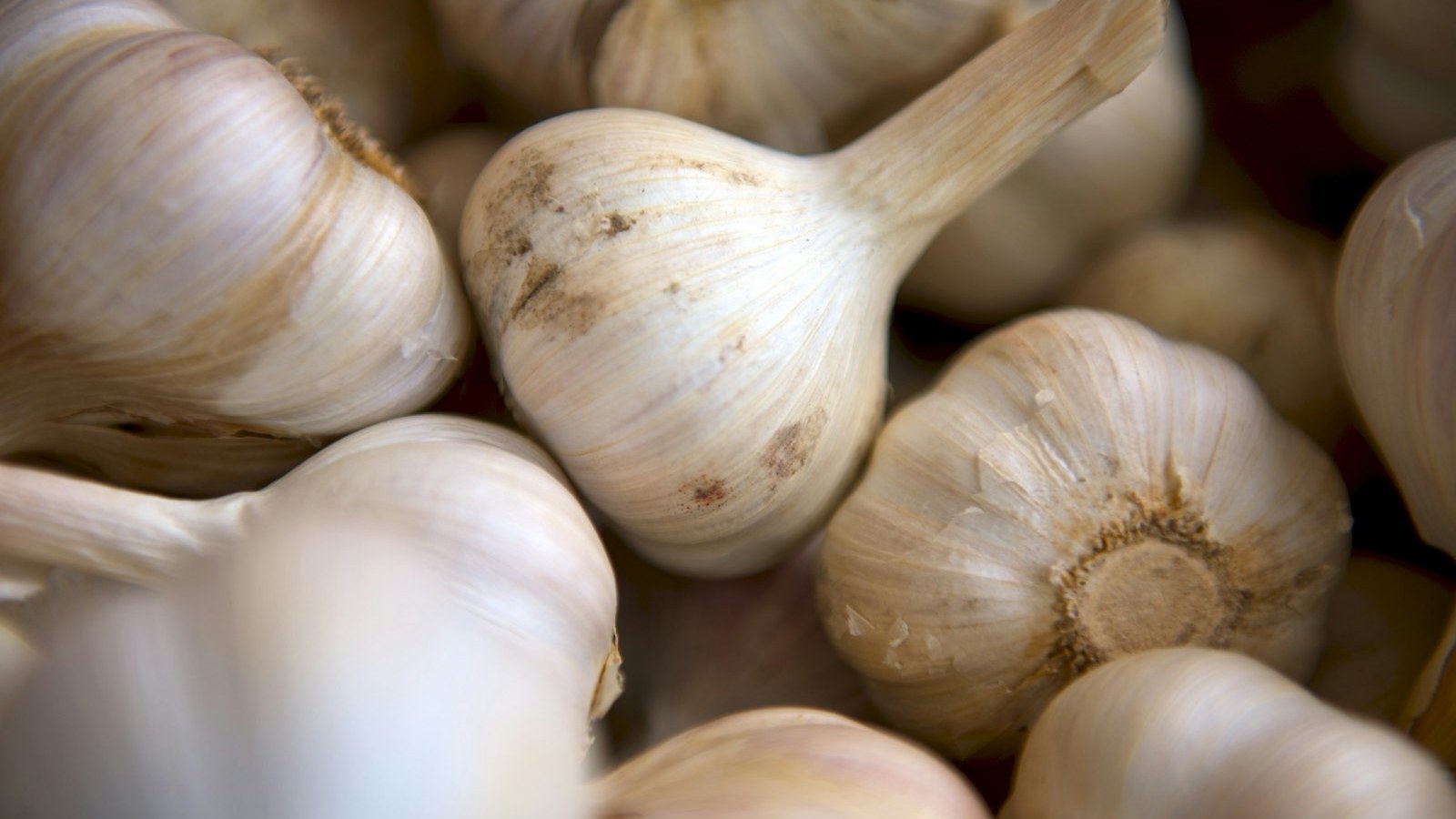 Bulbes et caïeux d'ail prêts pour la plantation d'automne