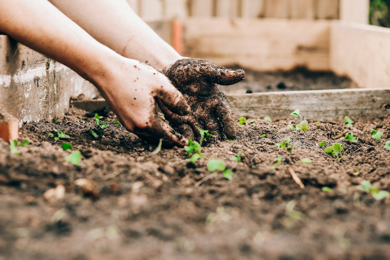 Mains d'un jardinier préparant le sol meuble pour les plantations d'automne