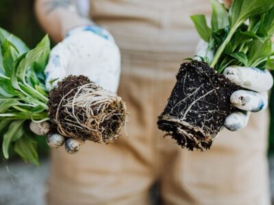 Mycorhizes au jardin comment favoriser ces champignons