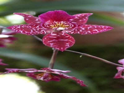 Orchidée fleurie installée près d'une fenêtre