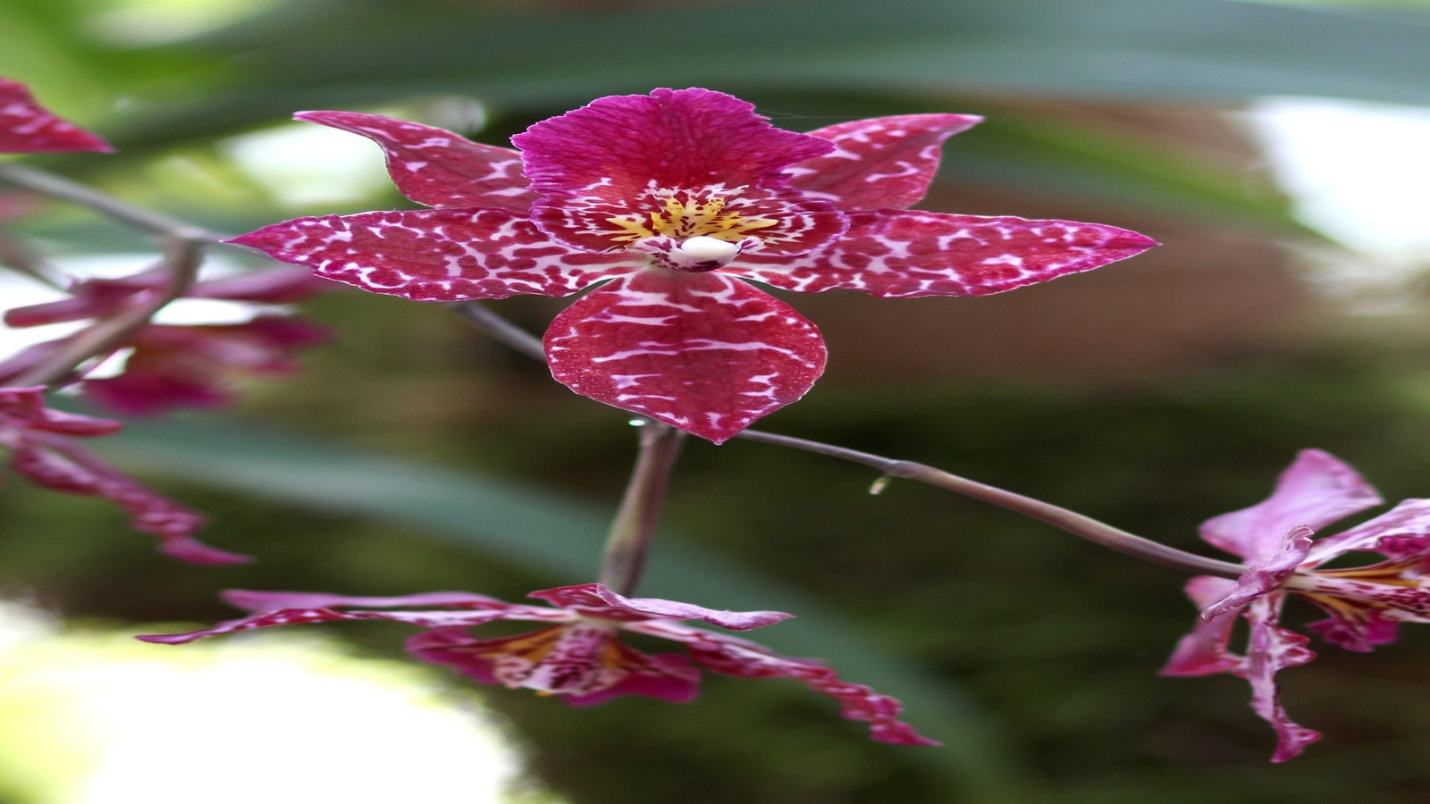 Orchidée fleurie installée près d'une fenêtre