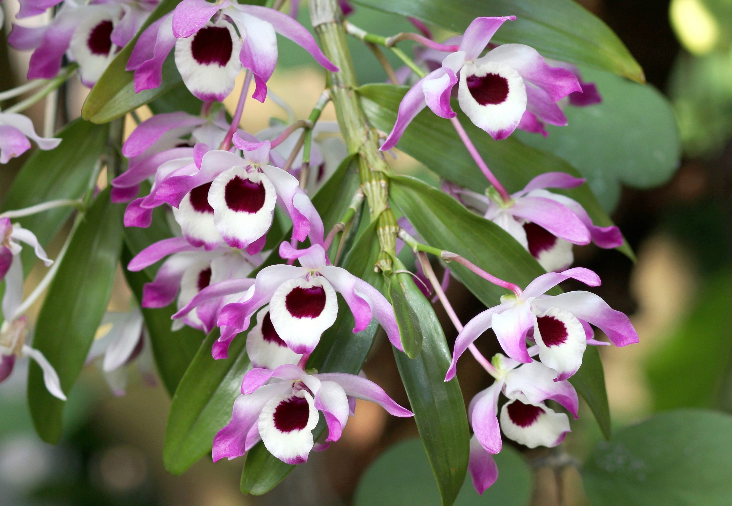 Orchidée Dendrobium fleurie dans un pot