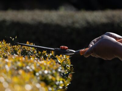 Tailler sa haie en automne les regles et gestes essentiels