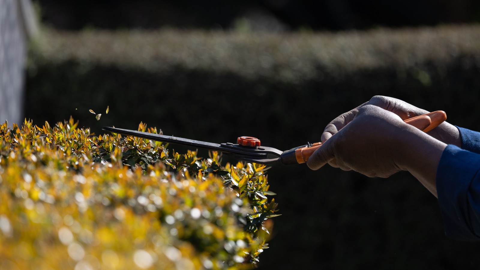 Tailler sa haie en automne les regles et gestes essentiels