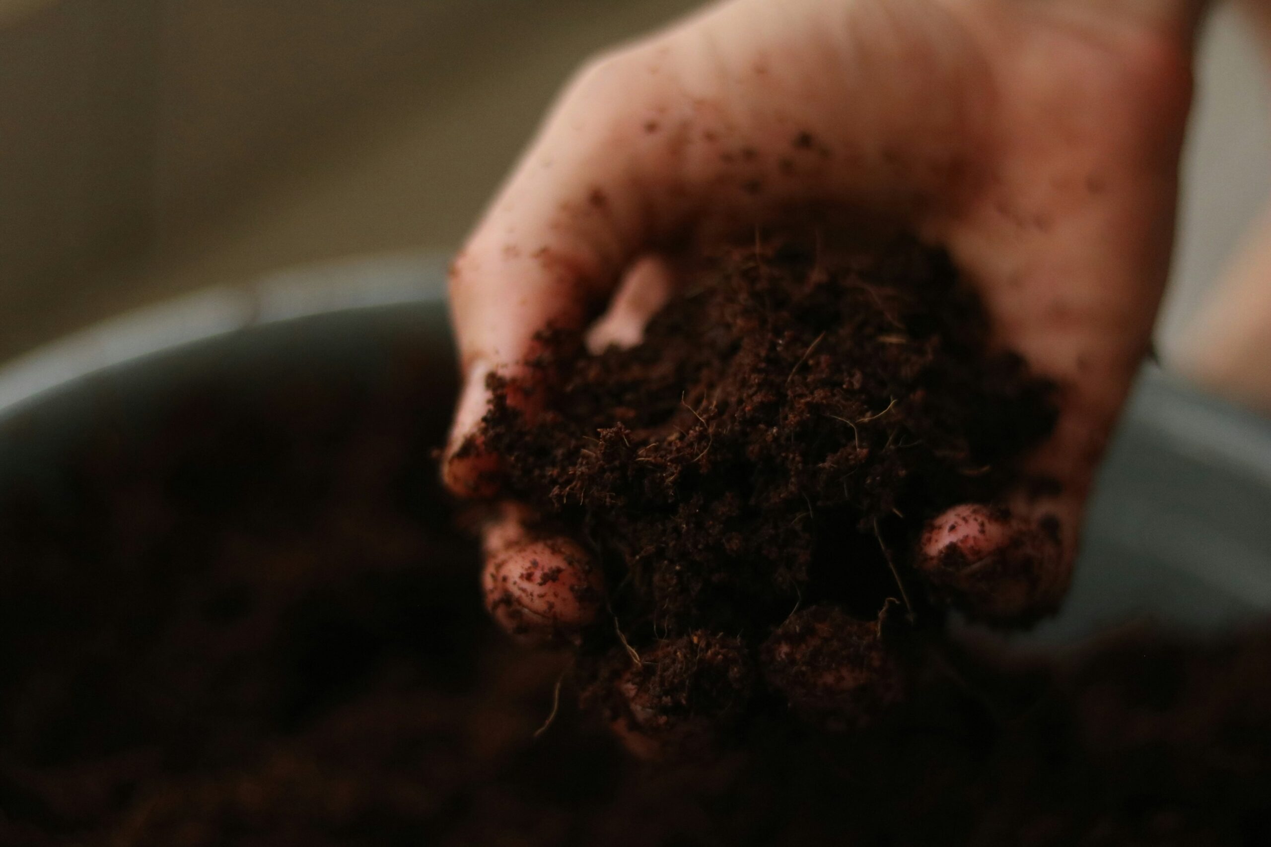 Poignée de terre meuble et humifère enrichie en compost pour nourrir la vie microbienne