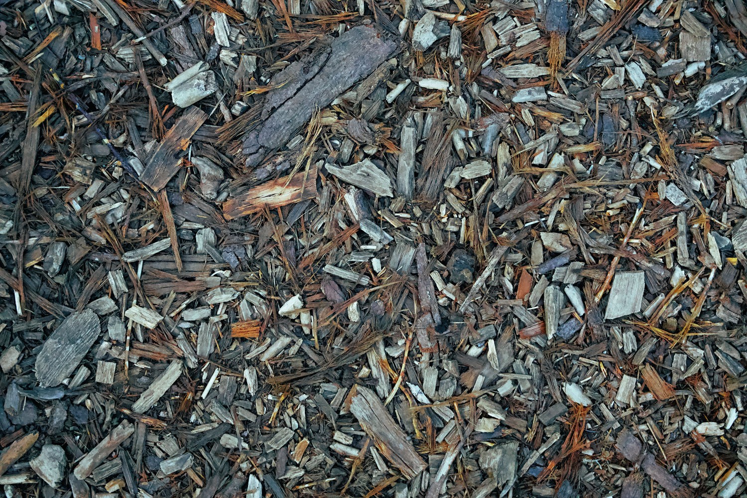 Paillage organique et copeaux de bois protecteurs au sol dans le potager