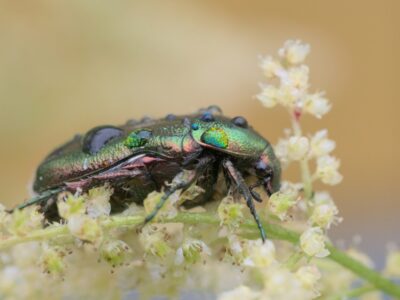 Une cétoine dorée adulte aux reflets métalliques posée sur une fleur