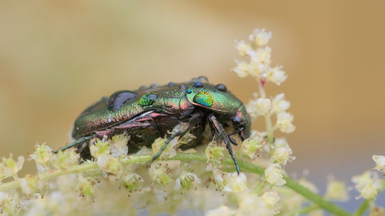 Une cétoine dorée adulte aux reflets métalliques posée sur une fleur