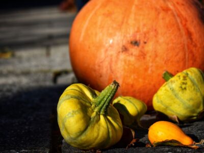 Assortiment de courges potirons et cucurbitacees dores recoltes en automne